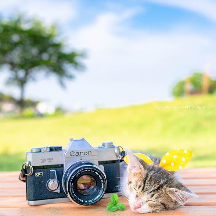 You Will Fall In Love With These Purrfessional Photographe