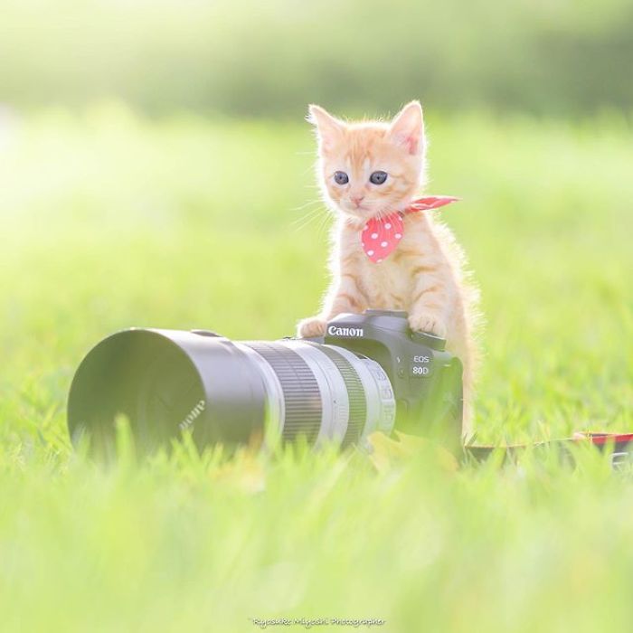 You Will Fall In Love With These Purrfessional Photographe