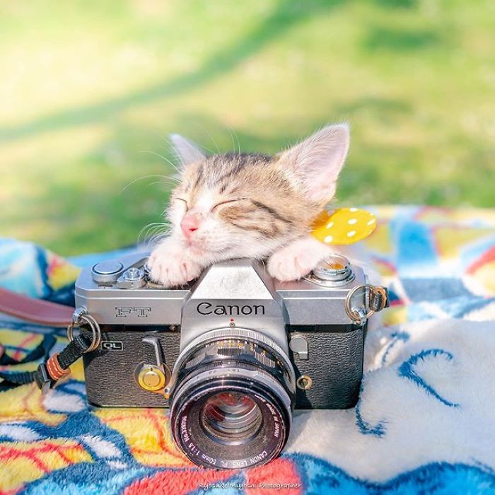 You Will Fall In Love With These Purrfessional Photographe