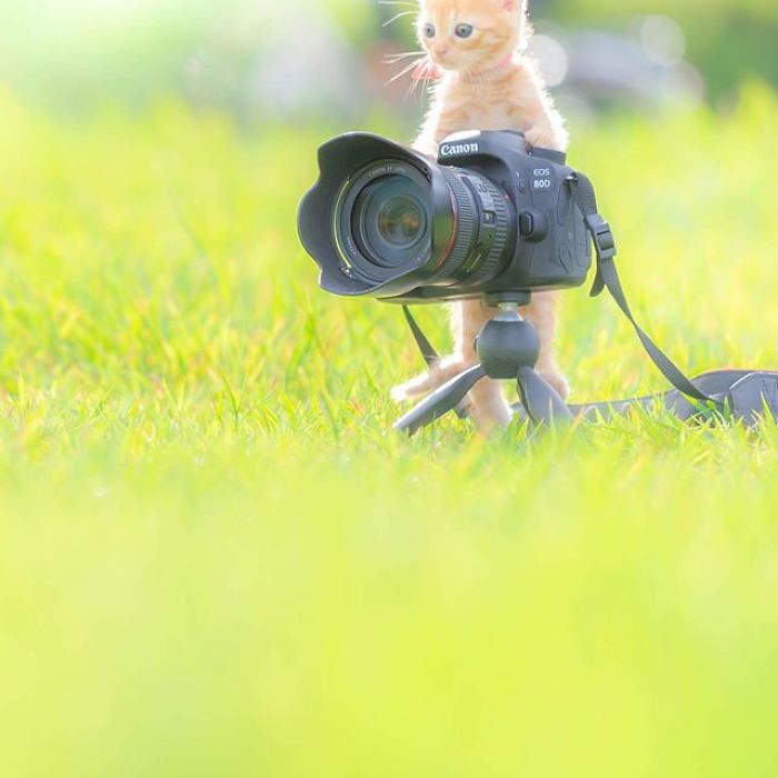 You Will Fall In Love With These Purrfessional Photographe