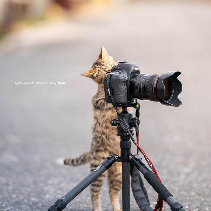 You Will Fall In Love With These Purrfessional Photographe