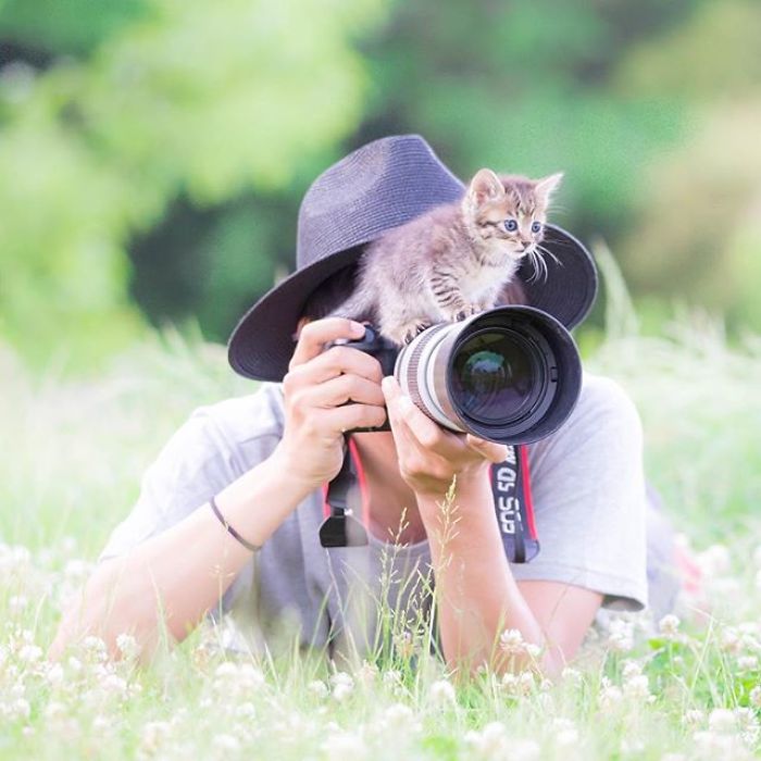 You Will Fall In Love With These Purrfessional Photographe