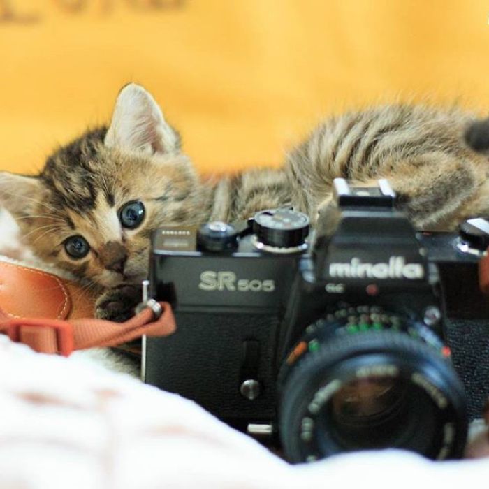 You Will Fall In Love With These Purrfessional Photographe