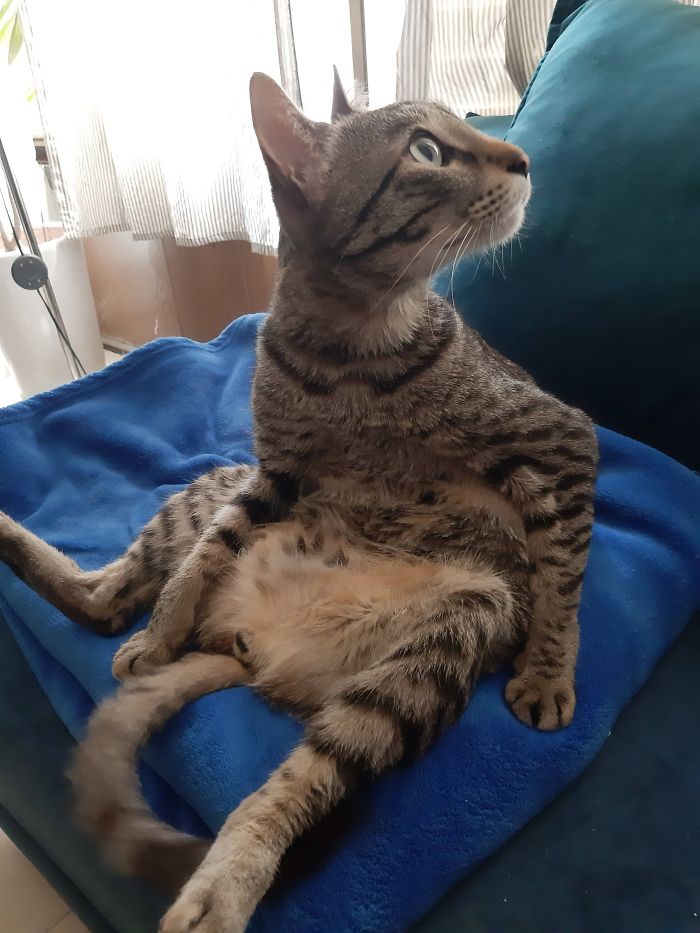 Meet Zigi. Very Curious And Clean Cat :)