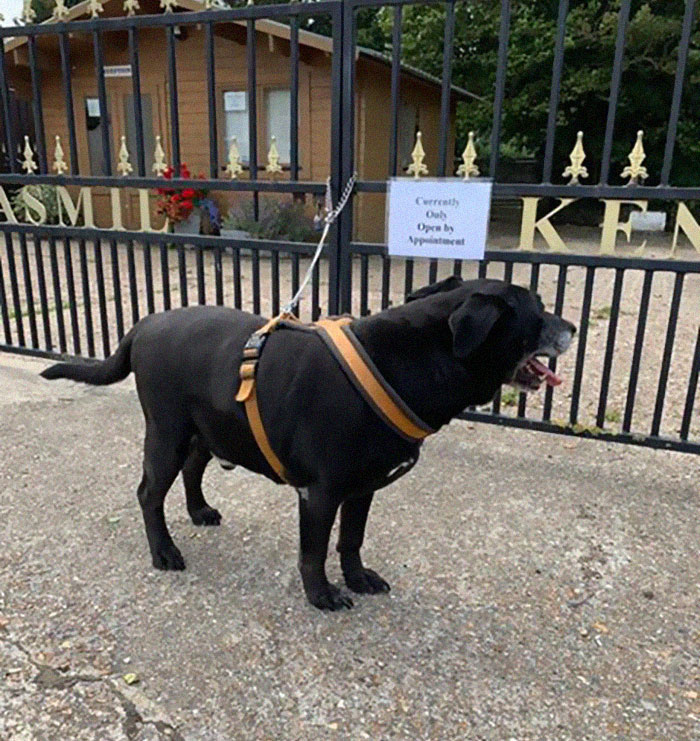 "I Haven't Learnt To Be Good": People Find An Abandoned Elderly Labrador With A Note "I Haven't Learnt To Be Good": People Find An Abandoned Elderly Labrador With A Note