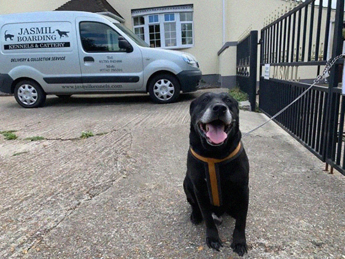 "I Haven't Learnt To Be Good": People Find An Abandoned Elderly Labrador With A Note