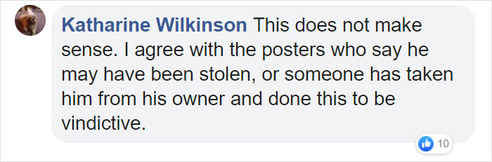 "I Haven't Learnt To Be Good": People Find An Abandoned Elderly Labrador With A Note