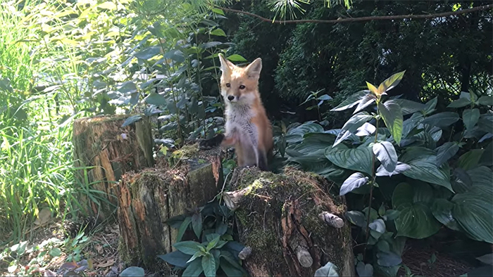 Family Of 7 Foxes Keeps Visiting Man's Backyard Playground To Have A Good Time Family Of 7 Foxes Keeps Visiting Man's Backyard Playground To Have A Good Time