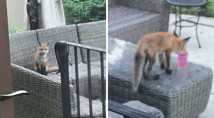 Family Of 7 Foxes Keeps Visiting Man's Backyard Playground To Have A Good Time Family Of 7 Foxes Keeps Visiting Man's Backyard Playground To Have A Good Time