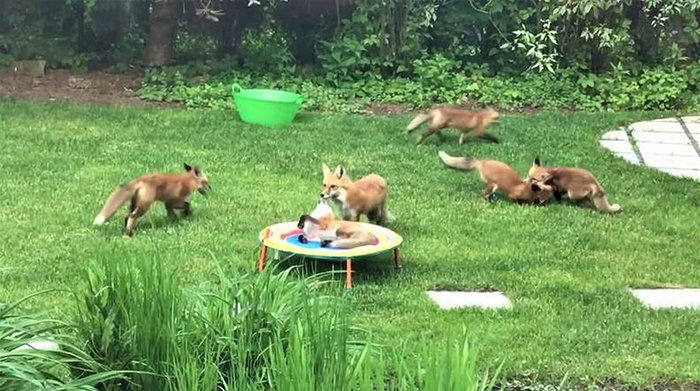 Family Of 7 Foxes Keeps Visiting Man's Backyard Playground To Have A Good Time Family Of 7 Foxes Keeps Visiting Man's Backyard Playground To Have A Good Time