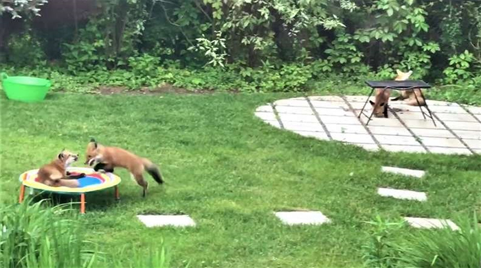 Family Of 7 Foxes Keeps Visiting Man's Backyard Playground To Have A Good Time Family Of 7 Foxes Keeps Visiting Man's Backyard Playground To Have A Good Time