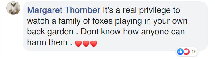 Family Of 7 Foxes Keeps Visiting Man's Backyard Playground To Have A Good Time Family Of 7 Foxes Keeps Visiting Man's Backyard Playground To Have A Good Time