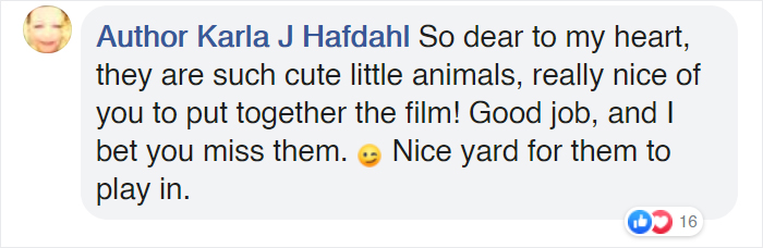 Family Of 7 Foxes Keeps Visiting Man's Backyard Playground To Have A Good Time