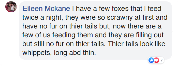 Family Of 7 Foxes Keeps Visiting Man's Backyard Playground To Have A Good Time