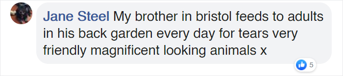 Family Of 7 Foxes Keeps Visiting Man's Backyard Playground To Have A Good Time Family Of 7 Foxes Keeps Visiting Man's Backyard Playground To Have A Good Time