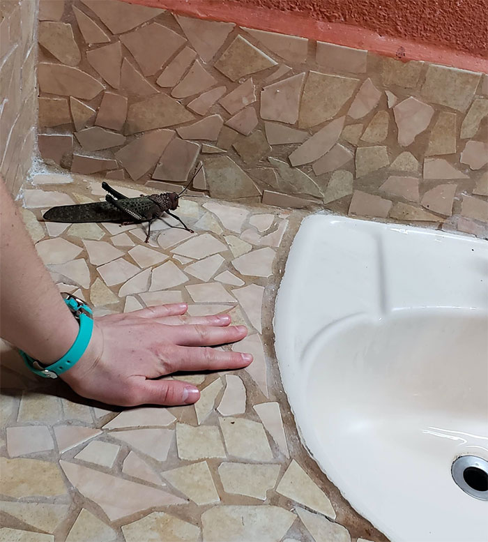Giant Grasshopper In Costa Rica. Same Size As My Friend's Hand