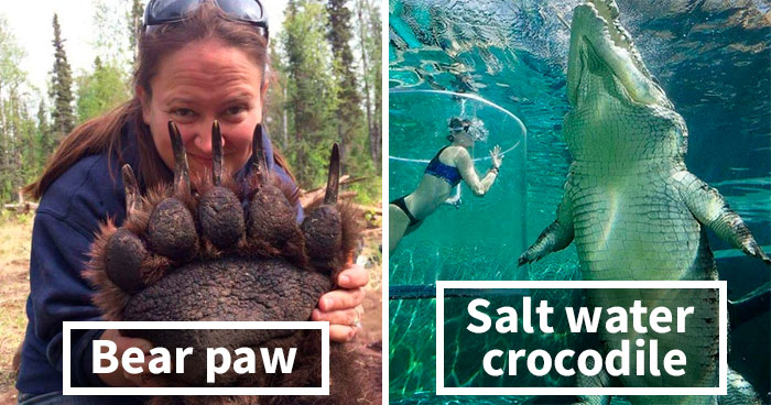 50 Photos To Remind Everyone That Many Animals Are Way Bigger Than Most Of Us Think