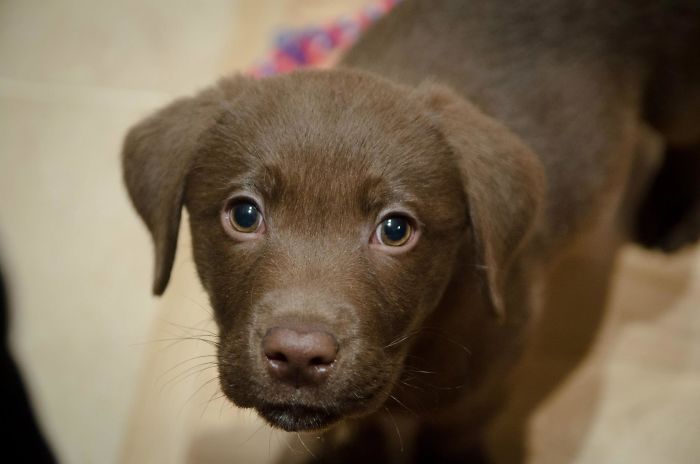 This Is How Our Home Destruction Started (Balu)