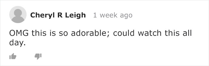Mama Bear Takes Her 5 Adorable Cubs To Play In A Children's Playground Mama Bear Takes Her 5 Adorable Cubs To Play In A Children's Playground