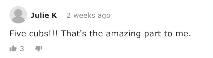 Mama Bear Takes Her 5 Adorable Cubs To Play In A Children's Playground Mama Bear Takes Her 5 Adorable Cubs To Play In A Children's Playground