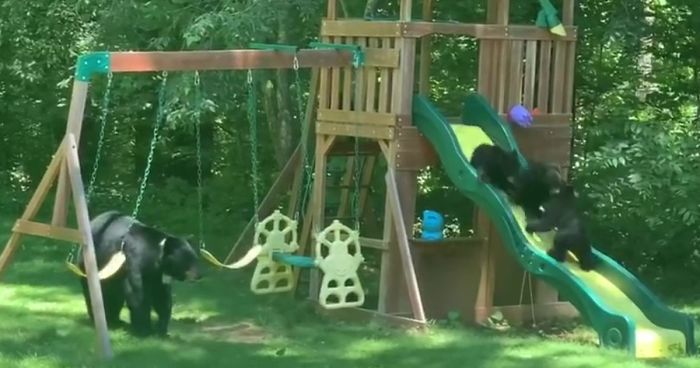 Mama Bear Takes Her 5 Adorable Cubs To Play In A Children’s Playground