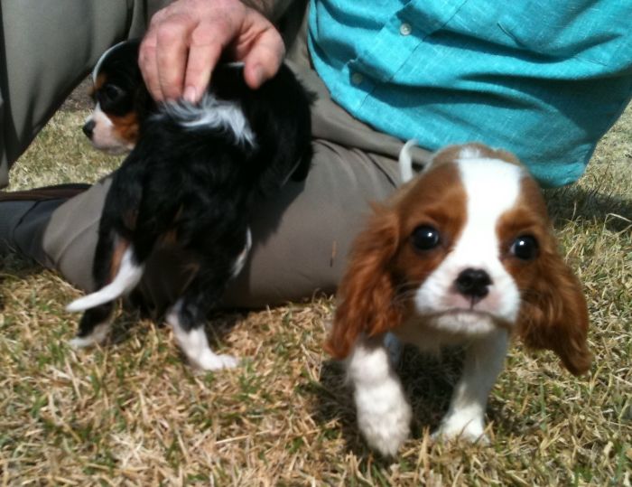Brothers At 6 Wks. Still Adorable