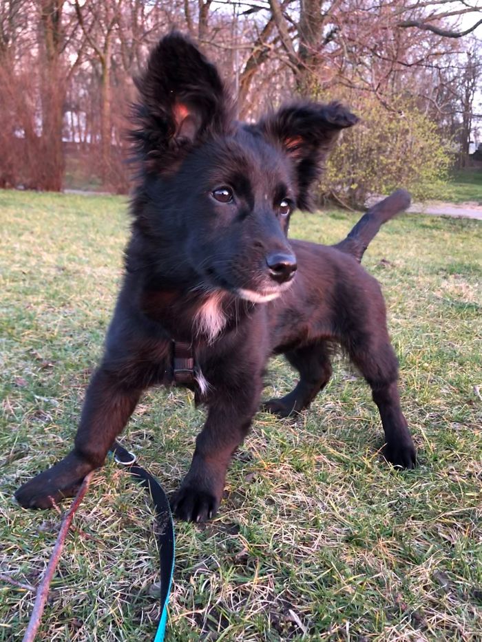 This Is Billa, 3 Months Old Then - Addopted Puppy. She Stole My Heart