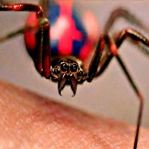 pelste-liam25 avatar