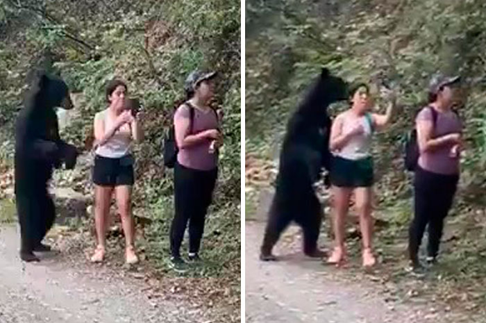 Bear Sneaks Up On A Group Of Calm Hikers