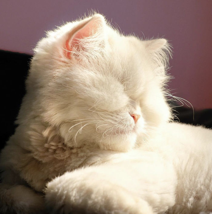Blind-Persian-Cat-Moet