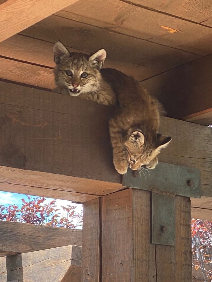Woman Records A Bobcat Family Having A Blast On Her Front Porch