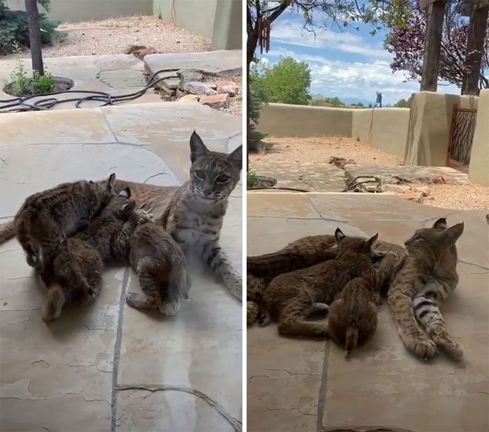 Woman Records A Bobcat Family Having A Blast On Her Front Porch Woman Records A Bobcat Family Having A Blast On Her Front Porch