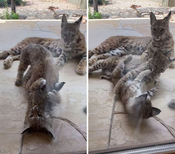 Woman Records A Bobcat Family Having A Blast On Her Front Porch