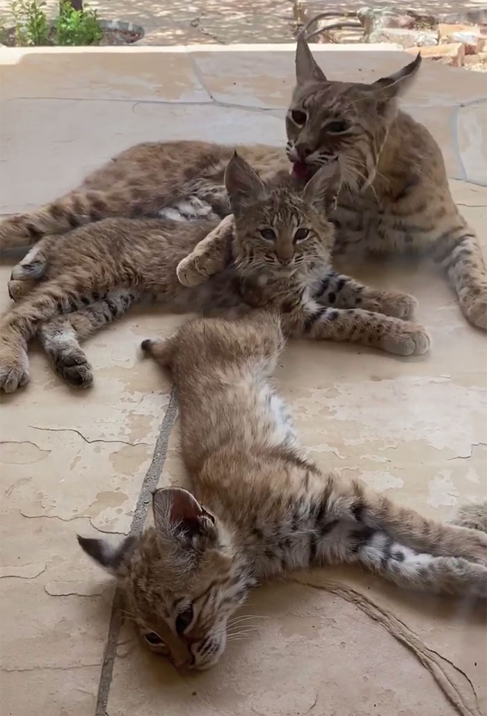 Woman Records A Bobcat Family Having A Blast On Her Front Porch Woman Records A Bobcat Family Having A Blast On Her Front Porch