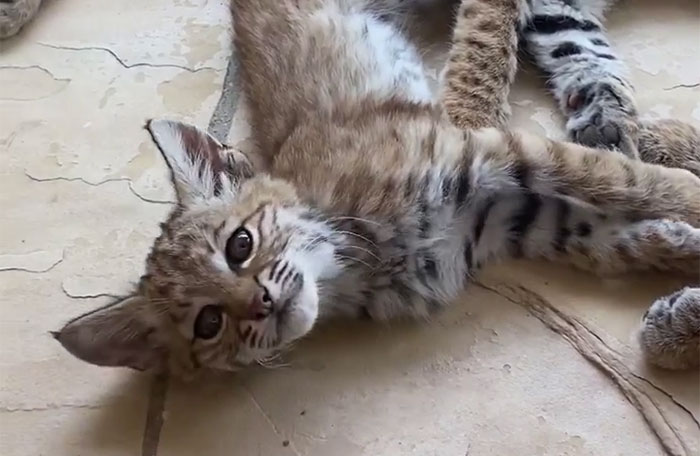 Woman Records A Bobcat Family Having A Blast On Her Front Porch