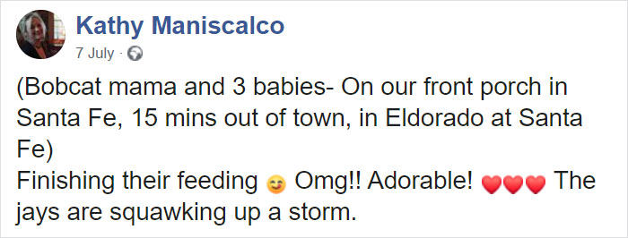 Woman Records A Bobcat Family Having A Blast On Her Front Porch