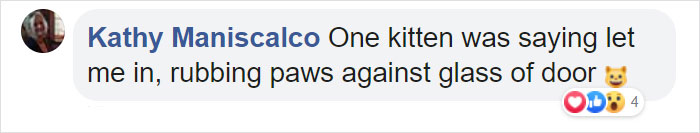 Woman Records A Bobcat Family Having A Blast On Her Front Porch Woman Records A Bobcat Family Having A Blast On Her Front Porch
