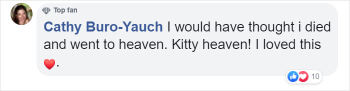 Woman Records A Bobcat Family Having A Blast On Her Front Porch