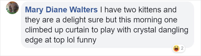 Woman Records A Bobcat Family Having A Blast On Her Front Porch Woman Records A Bobcat Family Having A Blast On Her Front Porch