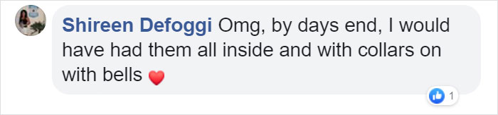 Woman Records A Bobcat Family Having A Blast On Her Front Porch Woman Records A Bobcat Family Having A Blast On Her Front Porch