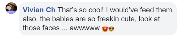 Woman Records A Bobcat Family Having A Blast On Her Front Porch