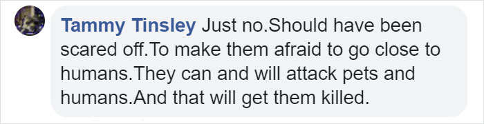 Woman Records A Bobcat Family Having A Blast On Her Front Porch Woman Records A Bobcat Family Having A Blast On Her Front Porch