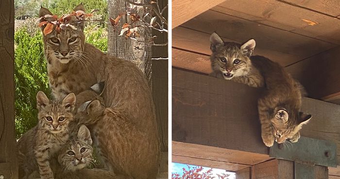Woman Records A Bobcat Family Having A Blast On Her Front Porch