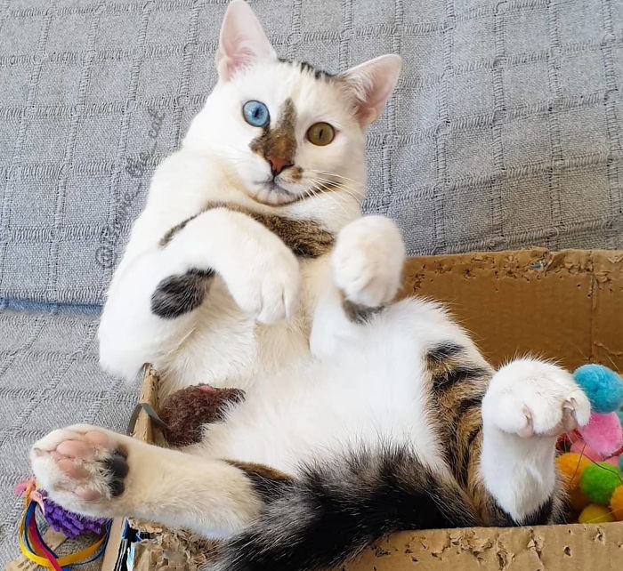 Meet Bowie, The Cat Who’s Going Viral For 2 Reasons – His Right Eye And His Left Eye (30 Pics)