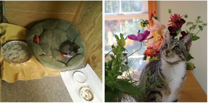 Meet Olive Begonia! My Husband's Co-Worker Had Two Sister Cats. Both Sisters Were Allowed To Roam And Were Intact. Both Sisters Came Home Pregnant And Gave Birth To Their Kittens One Day Apart. Olive's Momma Roamed Away From Home When Her Litter Was Only A Few Days Old And Never Returned. Sister Cat Took Over Nursing Both Litters Of Kittens, Like A Champ. Unfortunately, Nursing Two Litters Of Kittens Was Not Really Feasible, And Although She Tried Her Best - Some Of The Kittens Did Not Receive Enough Food. When We Brought Olive Home, She Was Nine Weeks Old, But Weighed Only Eight Ounces. I Took Her To Work With Me For A Week And Fed Her Every Two Hours (Yes, Even Through The Night). Now, She's A Happy, Healthy, Absolute Angel Of A Cat!