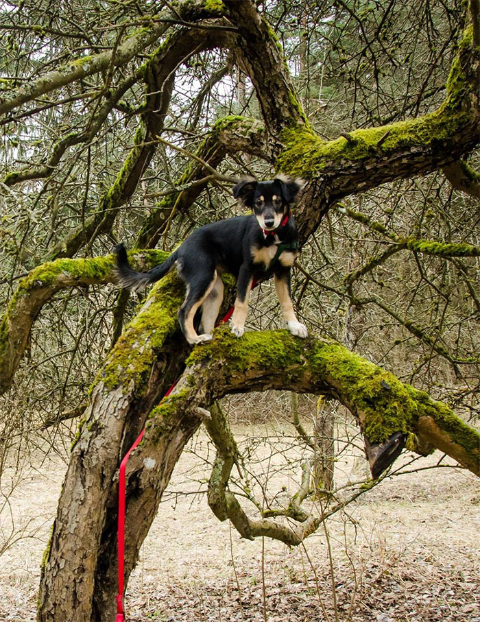This Is My Doggo When She Was Still A Baby. Now She's Almost 4. She Used To Be Really Crazy, But Now She's The Calmest Dog Ever