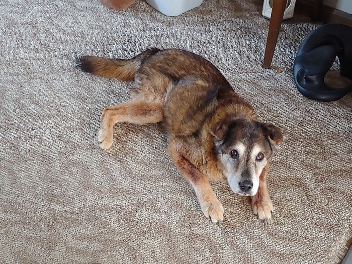 My Sweet Baby Hana The Day We Had To Put Her Down 3 Wks From 17th Bday..mama Misses You