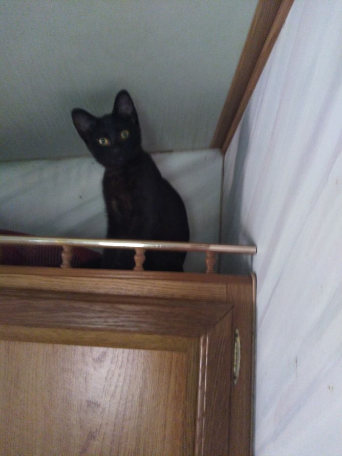 Baby Girl Siamese Mix, Hex (Our Favorite "Wild Child")