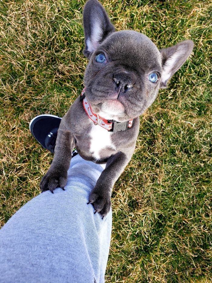 This Is Maggie. Her Career Includes Challenging TV Volume With Her Humidifier Snores.