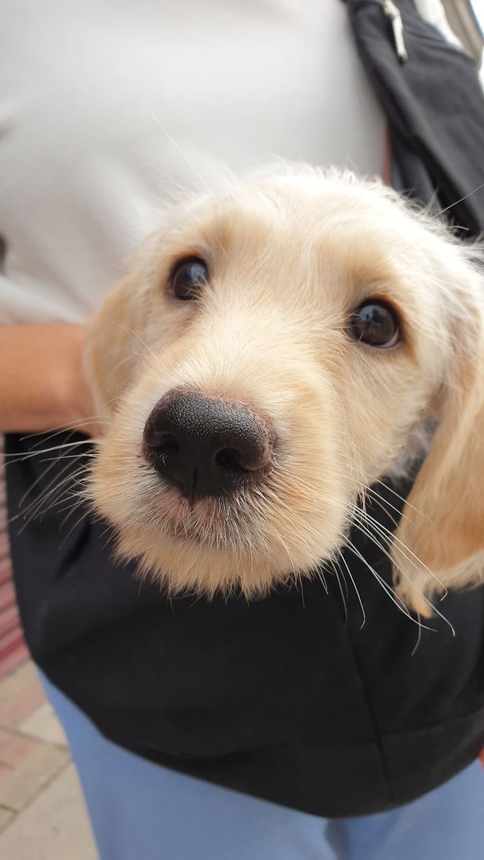 This Is Dexter Out For A Carry To Get Used To Traffic Noise.